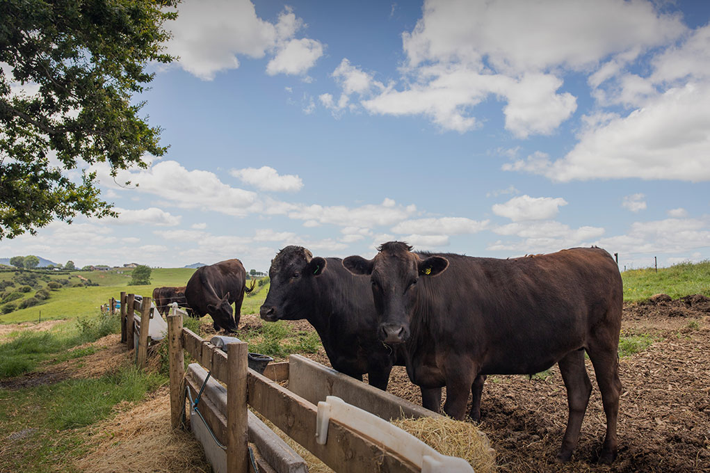 Oak Range Wagyu